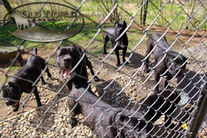 cane corso puppies rustic import washington state